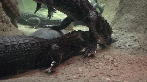 Caymans and turtles Stock Footage 65181867
