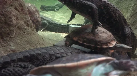 Caymans and turtles Stock Footage 65181880