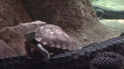 Caymans and turtles Stock Footage 65181923