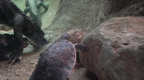 Caymans and turtles Stock Footage 65181926