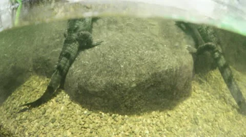 Caymans Stock Footage