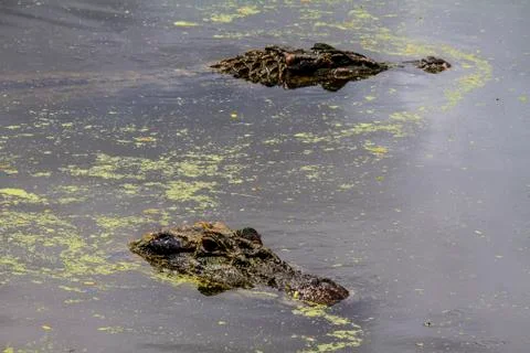 Caymans Stock Photos