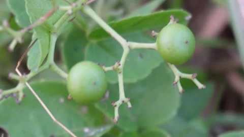 Cayratia Plant Stock Footage 290932432