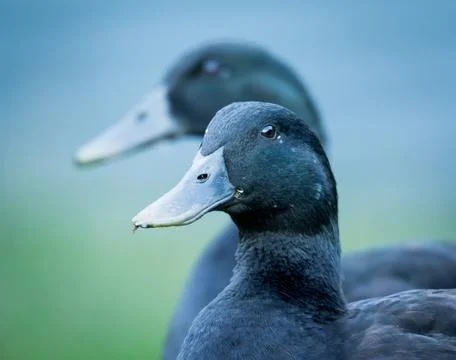 Cayuga ducks Stock Photos