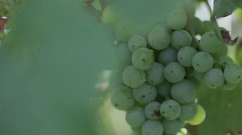 Cayuga Stock Footage 915365