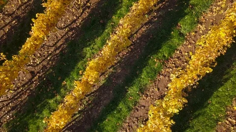 CB Golden Vineyard dwn view elev tilt up- DSpangler DJI 0014 Stock Footage 103291848