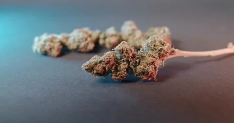 CBD Buds, Marijuana on dark background. Cannabis Flower with colored Light Stock Footage 147947154