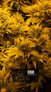 CBD element in marijuana inflorescences.  ?annabinoids use in cannabis tricho Stock Photos