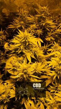 CBD element in marijuana inflorescences.  ?annabinoids use in cannabis tricho Stock Photos
