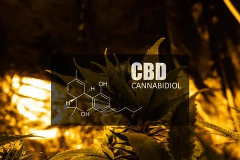 CBD element in marijuana inflorescences.  ?annabinoids use in cannabis tricho Stock Photos