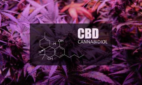 CBD element in marijuana inflorescences.  ?annabinoids use in cannabis tricho Stock Photos
