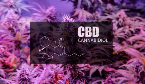 CBD element in marijuana inflorescences.  ?annabinoids use in cannabis tricho Stock Photos