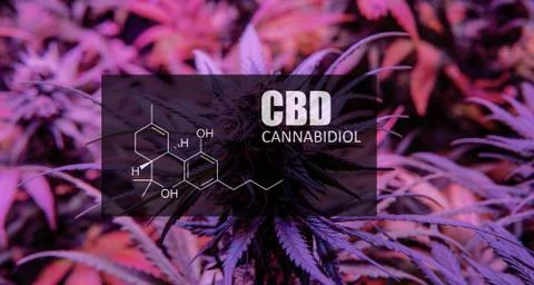 CBD element in marijuana inflorescences.  ?annabinoids use in cannabis tricho Stock Photos