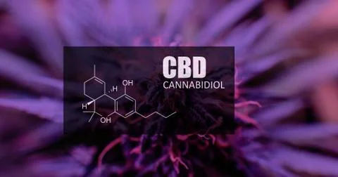 CBD element in marijuana inflorescences.  ?annabinoids use in cannabis tricho Stock Photos