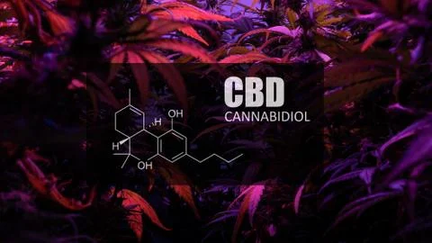 CBD element in marijuana inflorescences.  ?annabinoids use in cannabis tricho Stock Photos