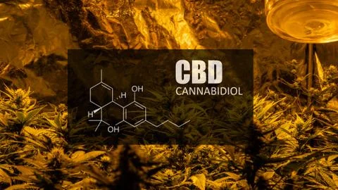 CBD element in marijuana inflorescences.  ?annabinoids use in cannabis tricho Stock Photos