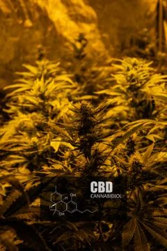 CBD element in marijuana inflorescences.  ?annabinoids use in cannabis tricho Foto stock