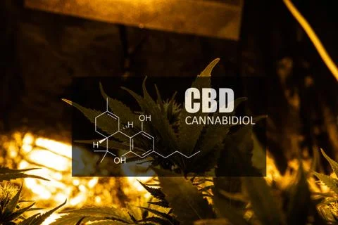 CBD element in marijuana inflorescences.  ?annabinoids use in cannabis tricho Stock Photos