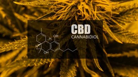 CBD element in marijuana inflorescences.  ?annabinoids use in cannabis tricho Stock Photos