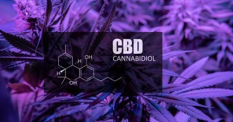 CBD element in marijuana inflorescences.  ?annabinoids use in cannabis tricho Stock Photos