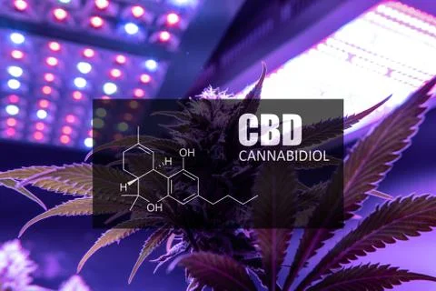 CBD element in marijuana inflorescences.  ?annabinoids use in cannabis tricho Stock Photos