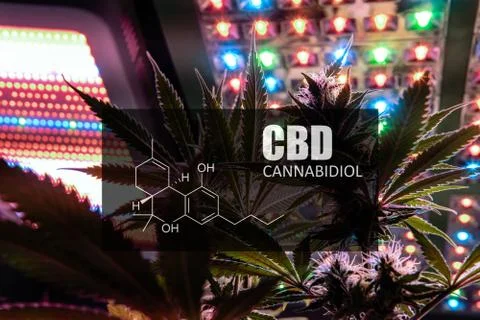 CBD element in marijuana inflorescences.  ?annabinoids use in cannabis tricho Foto stock