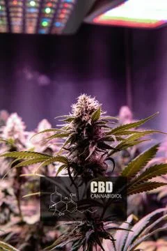 CBD element in marijuana inflorescences.  ?annabinoids use in cannabis tricho Foto stock