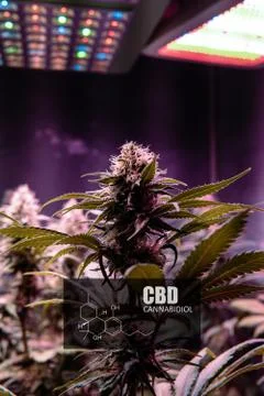 CBD element in marijuana inflorescences.  ?annabinoids use in cannabis tricho Stock Photos