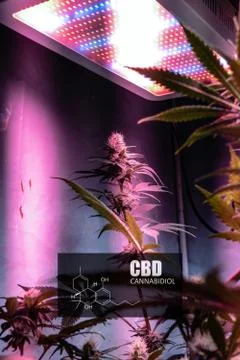 CBD element in marijuana inflorescences.  ?annabinoids use in cannabis tricho Stock Photos