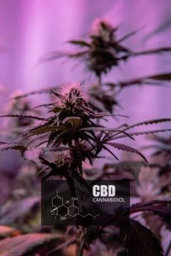 CBD element in marijuana inflorescences.  ?annabinoids use in cannabis tricho Foto stock