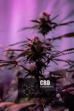CBD element in marijuana inflorescences.  ?annabinoids use in cannabis tricho Stock Photos