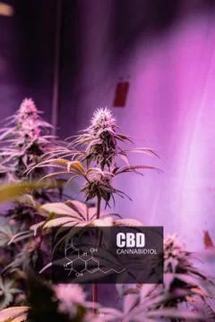 CBD element in marijuana inflorescences.  ?annabinoids use in cannabis tricho Stock Photos