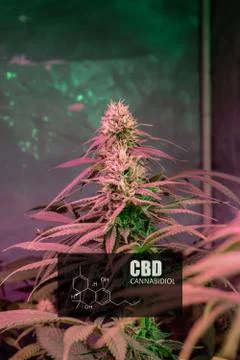CBD element in marijuana inflorescences.  ?annabinoids use in cannabis tricho Stock Photos