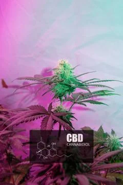 CBD element in marijuana inflorescences.  ?annabinoids use in cannabis tricho Stock Photos