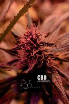 CBD element in marijuana inflorescences.  ?annabinoids use in cannabis tricho Stock Photos