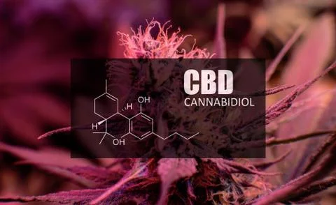 CBD element in marijuana inflorescences.  ?annabinoids use in cannabis tricho Foto stock