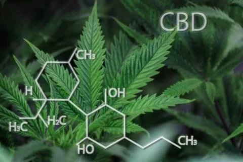 CBD formula on a background of cannabis Stock Photos