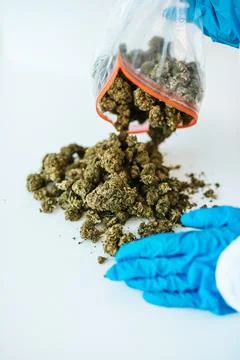 CBD Hemp Buds Poured from Plastic Bag by Gloved Hand Foto stock