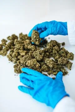 CBD Hemp Buds Poured from Plastic Bag by Gloved Hand Stock Photos