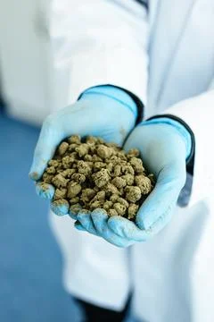 CBD Hemp Buds Poured from Plastic Bag by Gloved Hand Foto stock