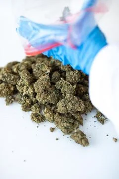 CBD Hemp Buds Poured from Plastic Bag by Gloved Hand Foto stock