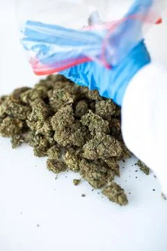 CBD Hemp Buds Poured from Plastic Bag by Gloved Hand Stock Photos