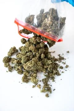 CBD Hemp Buds Poured from Plastic Bag by Gloved Hand Stock Photos