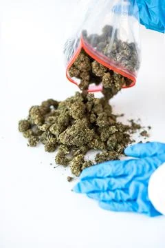 CBD Hemp Buds Poured from Plastic Bag by Gloved Hand Foto stock