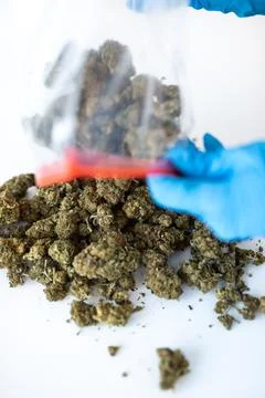 CBD Hemp Buds Poured from Plastic Bag by Gloved Hand Stock Photos