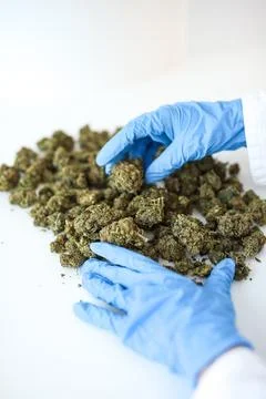 CBD Hemp Buds Poured from Plastic Bag by Gloved Hand Stock Photos
