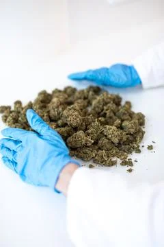 CBD Hemp Buds Poured from Plastic Bag by Gloved Hand Stock Photos