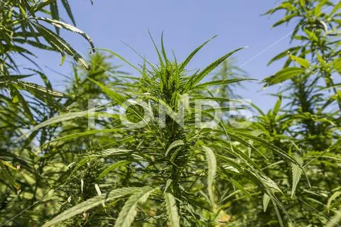 CBD hemp plants buds on marijuana field Stock Photos