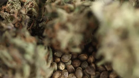 CBD oil hemp products Stock Footage 102446209