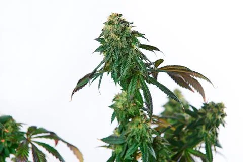 Cbd strain blooming. Stock Photos